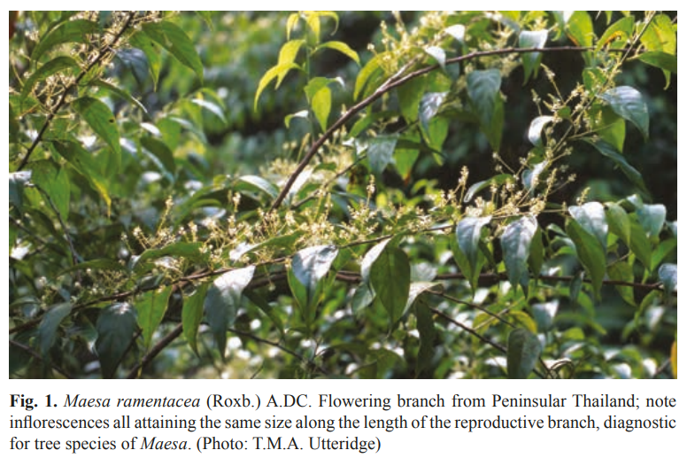 timutteridge's tweet photo. A schematic representation of the architectural unit of #Maesa - found throughout the genus, Singapore taxa too. B representation of reproductive shoot of a tree/shrubby taxon; C reproductive shoot of a scrambling taxon, note distal leaves become small and bract-like. https://t.co/qpMYLbxC9k