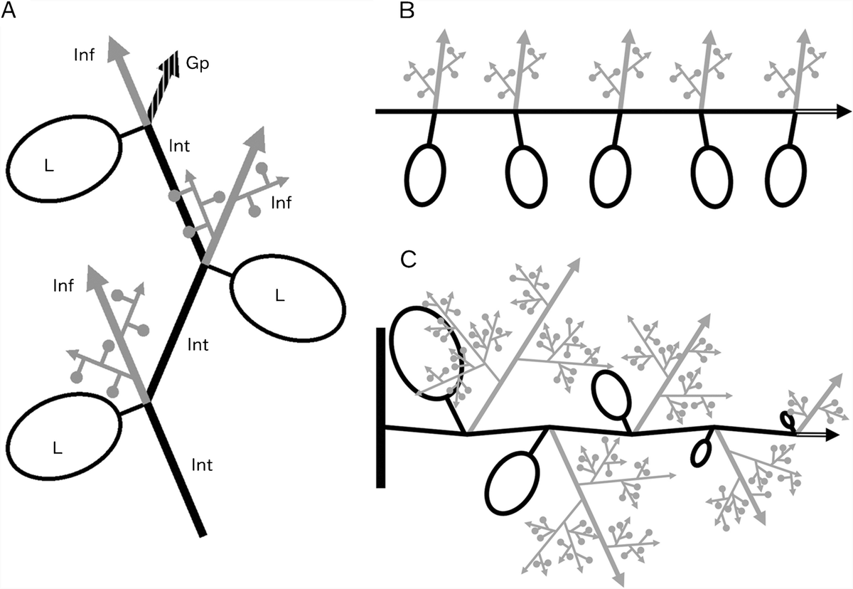 timutteridge's tweet photo. A schematic representation of the architectural unit of #Maesa - found throughout the genus, Singapore taxa too. B representation of reproductive shoot of a tree/shrubby taxon; C reproductive shoot of a scrambling taxon, note distal leaves become small and bract-like. https://t.co/qpMYLbxC9k