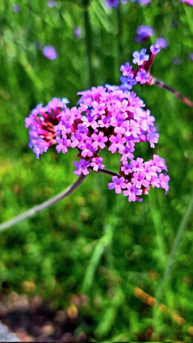 Es la vida, un suspiro,
disfrutemos su belleza,
nos ofrece mil motivos,
no la pierdas, que no espera.
Cardioides de cinco en cinco,
flor radiante en primavera,
valora lo más sencillo,
es genial a su manera.
Puede ser el enunciado
del mejor de los teoremas.
#MiradaMatemática
BD 😘