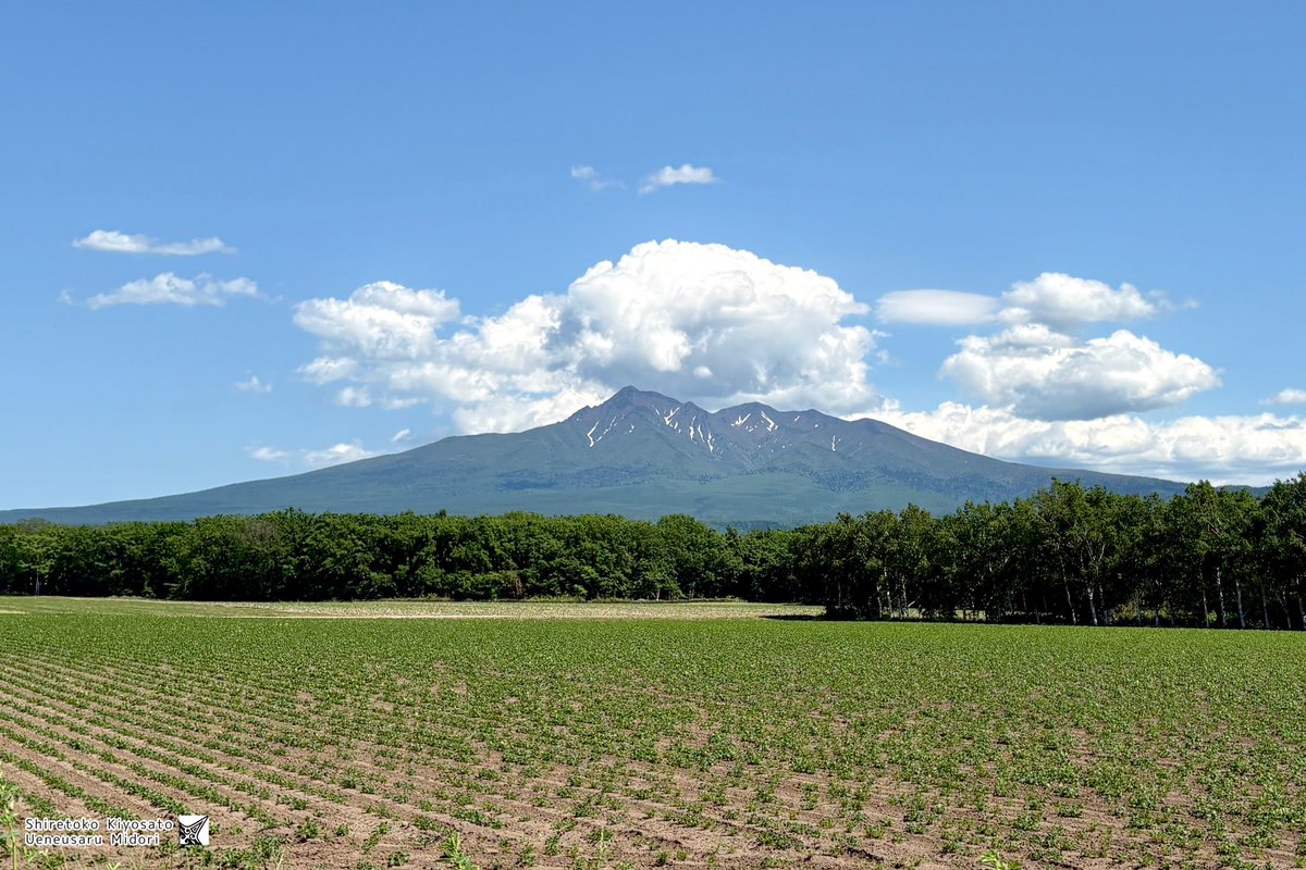 今日の斜里岳さん🧸✨

すんごく夏っぽい！🌻