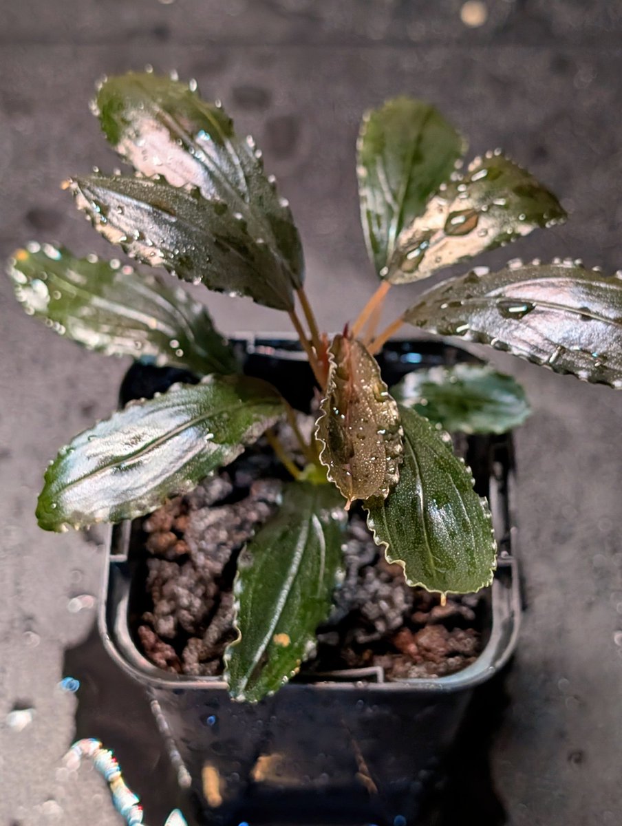 munmunshrimp's tweet image. くさくさ🌿🌿

だいぶ成熟してきたと思われます。
見比べて２のほうが濃いかな🙄

左
Bucephalandra sp. Luminous Purple
右
Bucephalandra sp. Luminous Purple 2Melawi