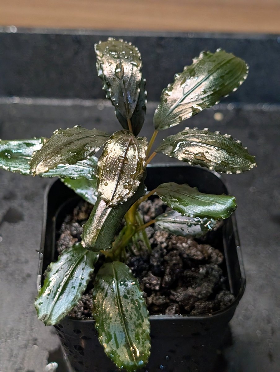 munmunshrimp's tweet image. くさくさ🌿🌿

だいぶ成熟してきたと思われます。
見比べて２のほうが濃いかな🙄

左
Bucephalandra sp. Luminous Purple
右
Bucephalandra sp. Luminous Purple 2Melawi