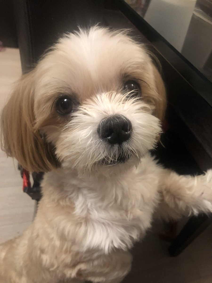 [迷い犬]を探しています　2025/6/8 午前9時頃から所在不明です　見かけた方はご連絡お願いします🙏　

文京区小日向〜音羽〜関口エリア
シーズー+マルチーズ
色は茶+白
青の首輪をしています
#迷い犬　#保護犬　#RT希望