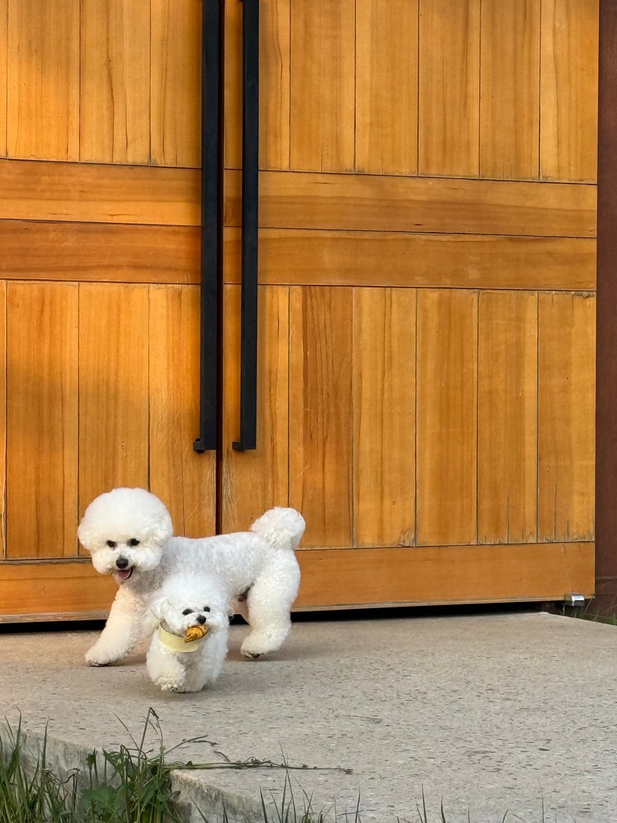 두콩즈데이 기념 둨견들의 만남🐾🐾