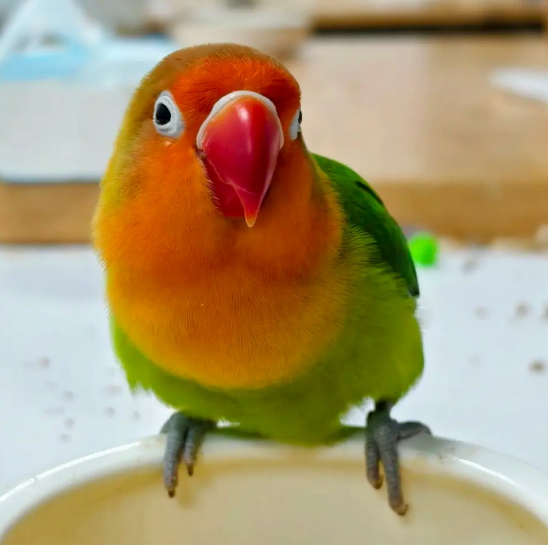Jesse2084925290's tweet image. a parrot of mine
named fruitie -w-
#parrot #lovebirds