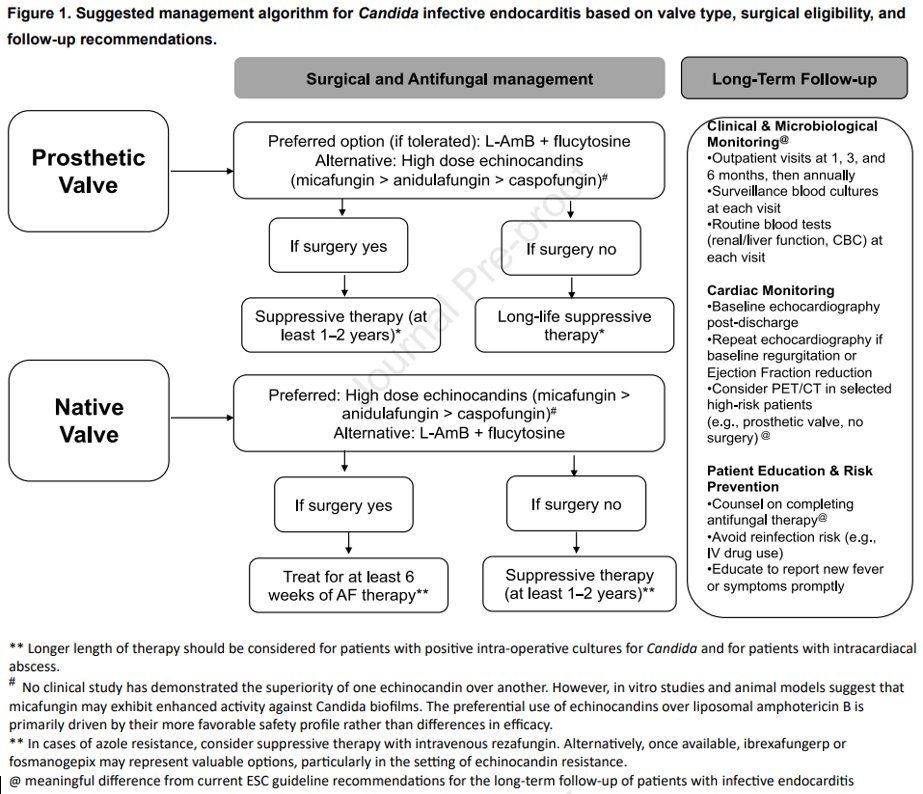 drtimothyli's tweet image. Candida infective endocarditis 🍄🫀🤒
➡️Suggested management algorithm based on valve type and surgical eligibility
➡️Follow-up recommendations
doi.org/10.1016/j.cmi.…