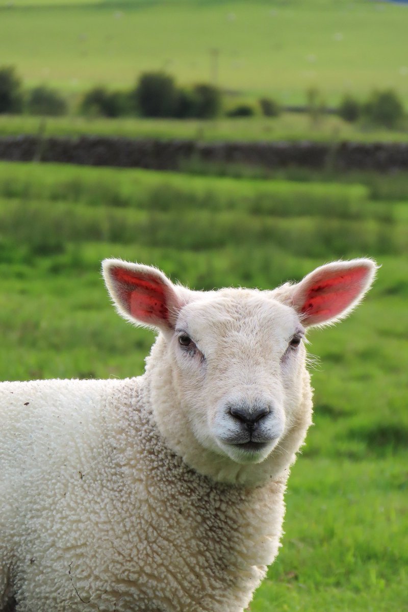 #sheep #lambing #lambing2025 #farminglife #farmingneverstops