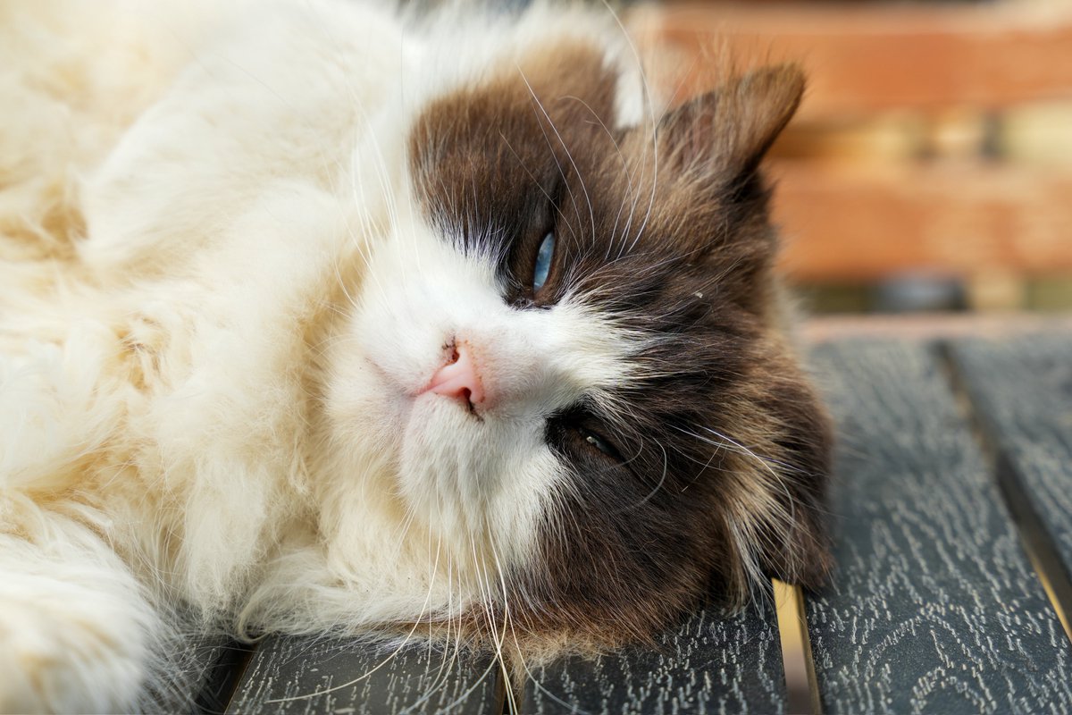 intern_kun🐾 (@internkun_neko) on Twitter photo 