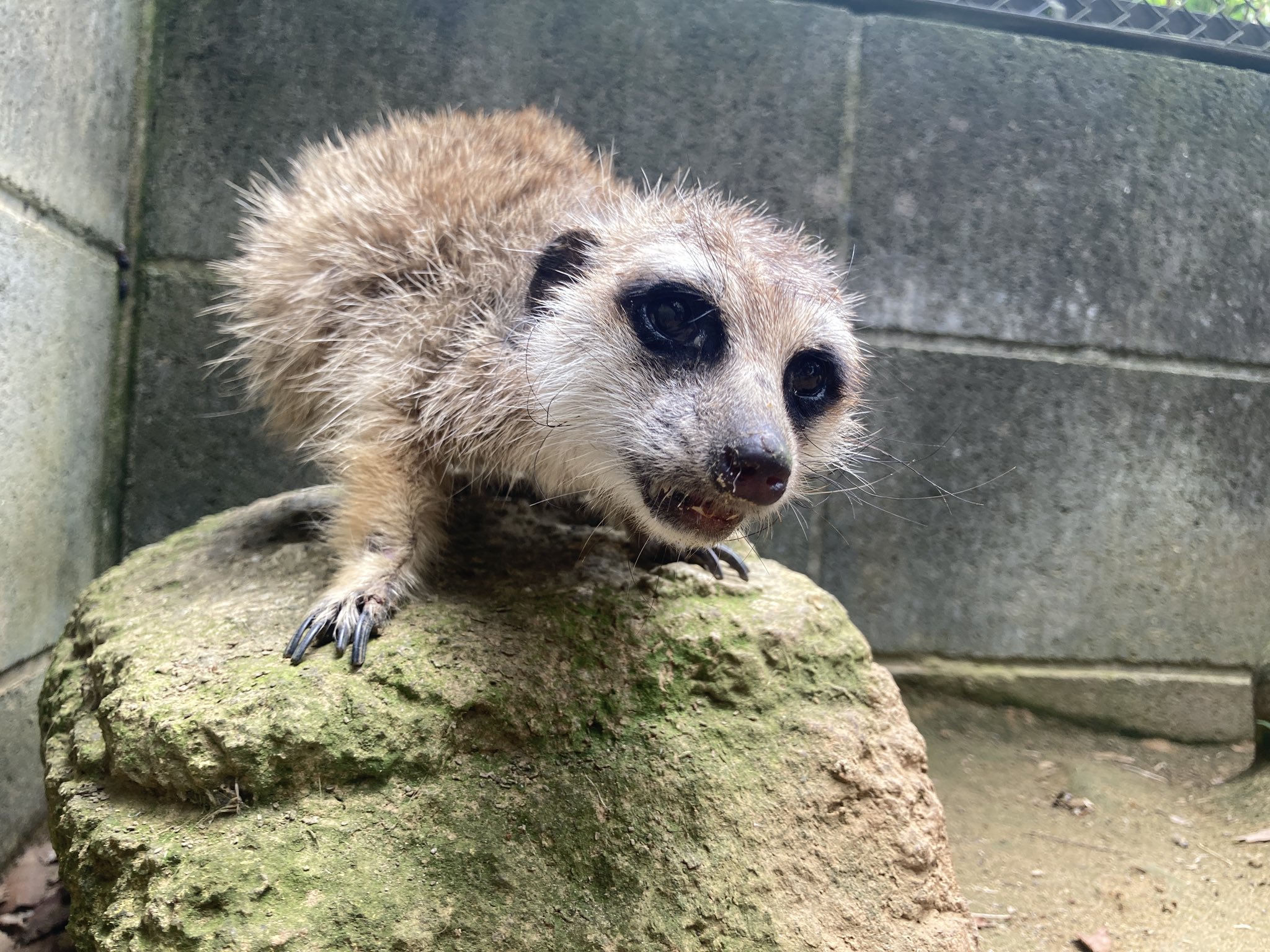 千葉市動物公園【公式】 on X: 