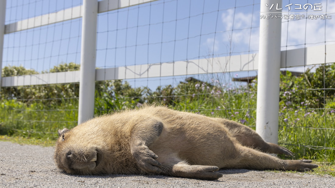 おはようございます。

#カピバラ #水豚 #capybara #おはよう