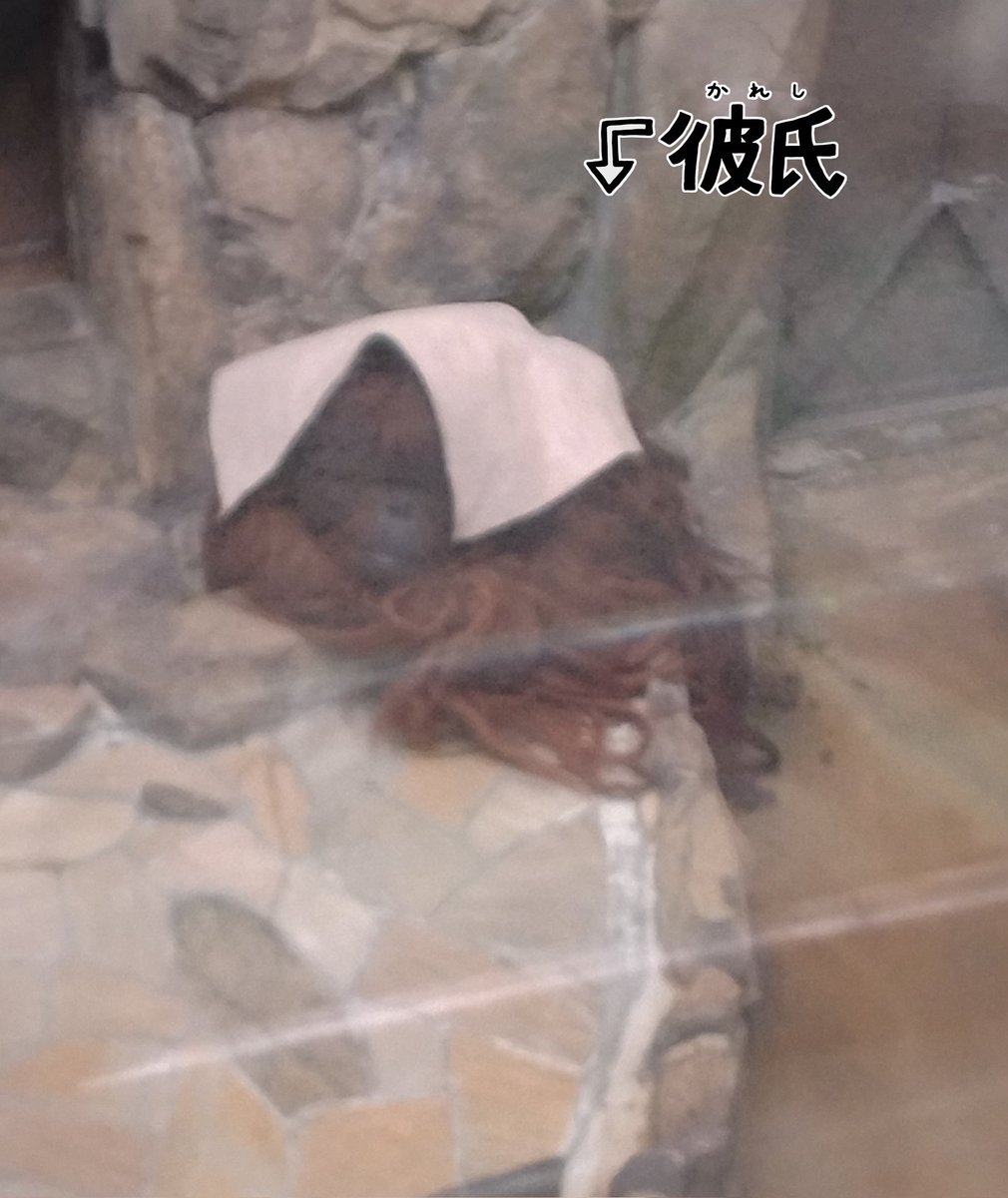 twister_0117's tweet photo. やっと入荷したよ〜❣️
ムムちゃん❤️🦧
プチタオルだけかと思ったら、ハンドタオルも❣️
きゃあああああああ❣️
買わいでか❣️
(天王寺の仲間たちと合わせて、うちにはタオルが大量に(笑))
#神戸市
#王子動物園
#ZOOQLE
#ボルネオオランウータン
#ムム https://t.co/yD5z6FXjzu
