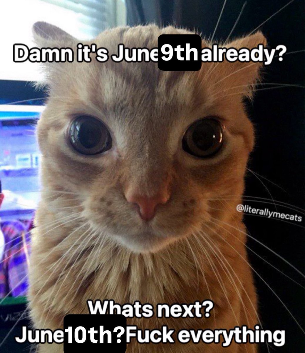 literallymecats's tweet image. 