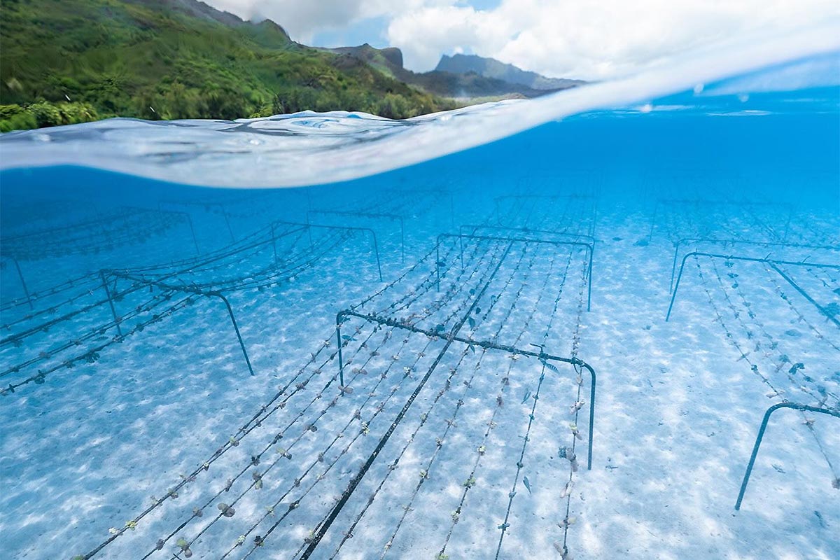 🇫🇷 Coral Gardeners, les jardiniers des récifs coralliens
 
Plus d’infos sur Windsurfjournal.com 👉 tinyurl.com/mpnb3c66
- - -
🇬🇧 Coral Gardeners, the coral reef gardeners

More on Windsurfjournal.com 👉 tinyurl.com/2s36b44v

#CoralGardeners #Windsurfjournal