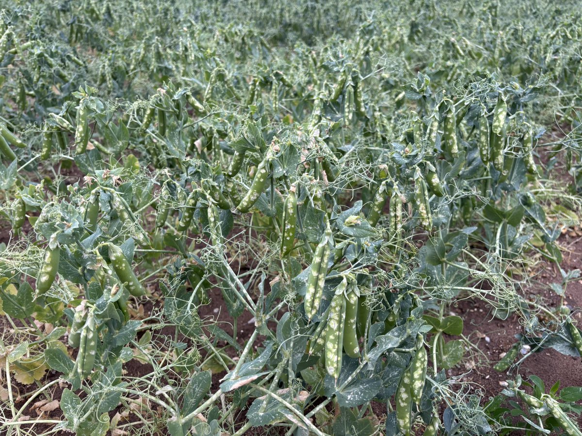 Ouch! 😩 thanks weather!!