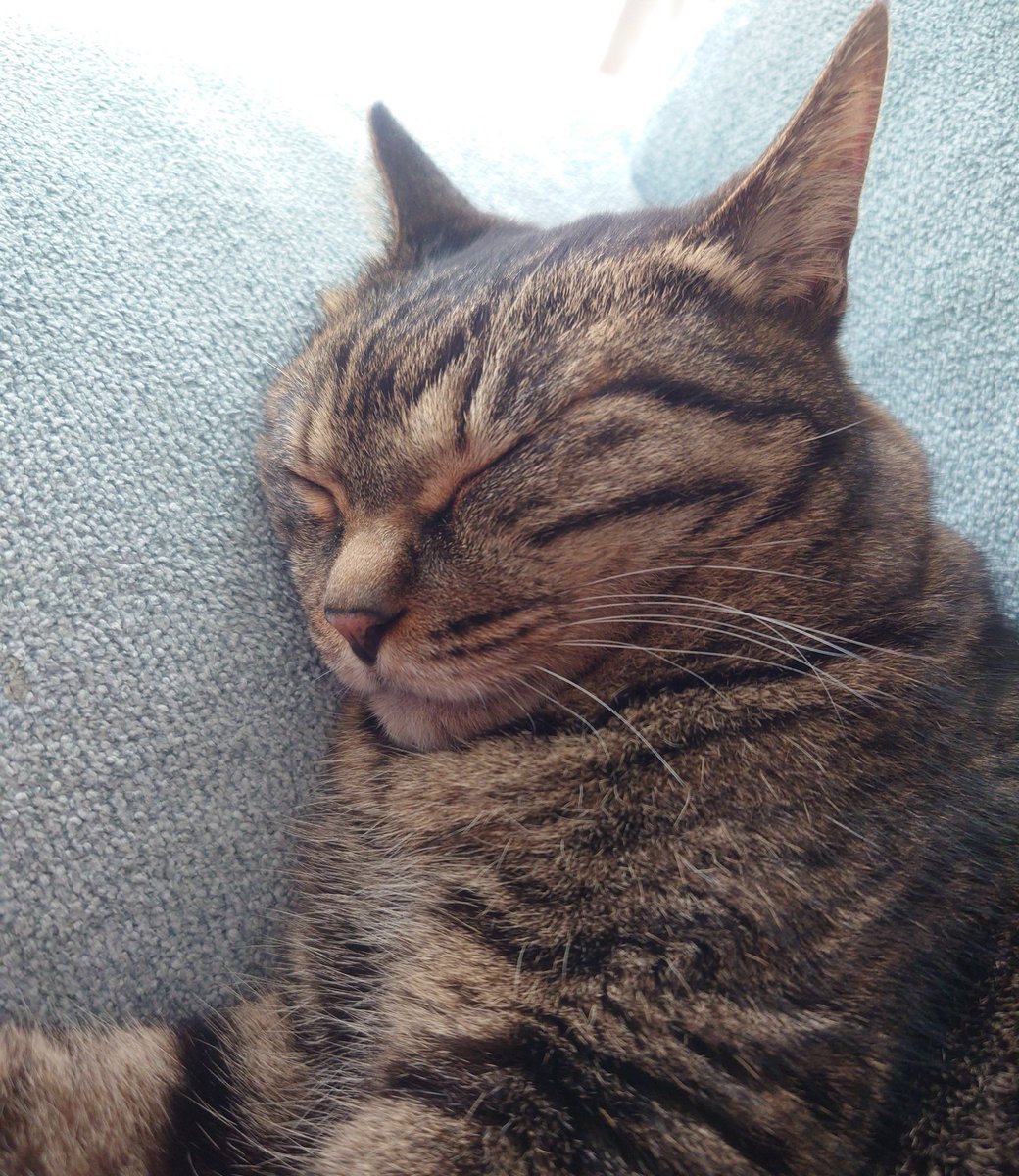 添い寝してるつもりが、
添い寝してくれてるのかもと思う…💤

寝不足続きですが、子猫達が寝てる間はマリアとの時間を大切にしたいと思っています🙏🏻
子猫達の様子はペットカメラで確認しています🧐