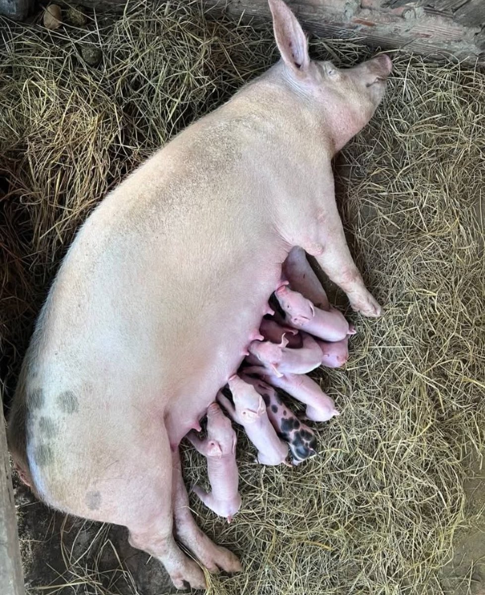 fluglehrer_neu's tweet photo. #HilfeVorOrt die #shintamani hotelgruppe bietet ua #mikrokredite an, hier zum start einer schweinezucht, familie wird unabhängig, haus kann verbessert werden, kinder gesünder aufwachsen
#siemreap #angkor https://t.co/1n5f0AF5HR