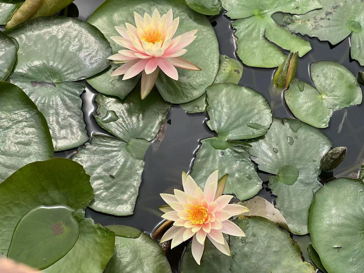PCBAmanufactur's tweet photo. Like a dream floating on still waters, the water lily blooms in quiet elegance—untouched, unbothered, unforgettable. https://t.co/FfEzTPvctV