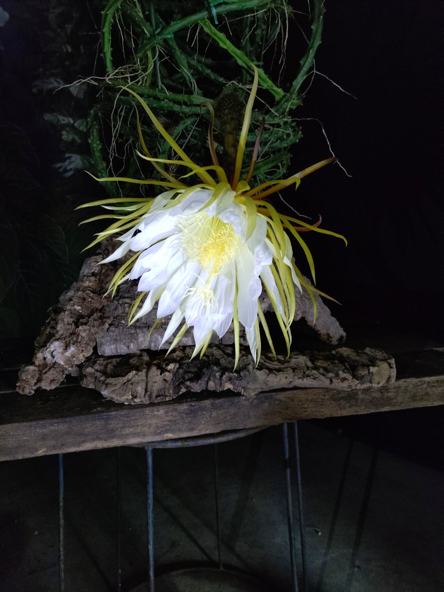 KindaiEnken's tweet photo. こんにちは！園芸研究会です！🌱

部員たちで京都府立植物園に行ってきました🍀
様々な植物が見られて勉強になりました✍🏻💭⁡⁡

ゲッカビジンがとても綺麗でした！✨ https://t.co/vwt3eLbsnv