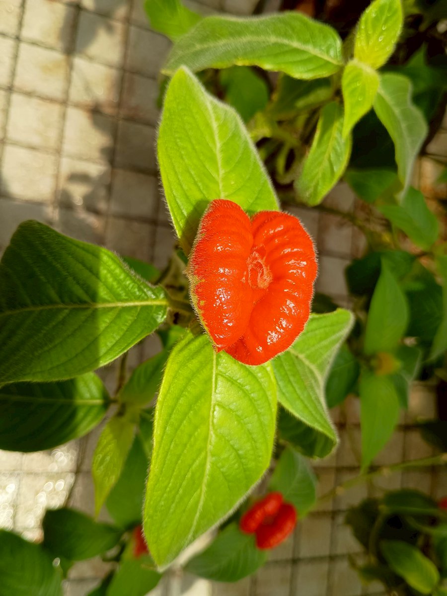 KindaiEnken's tweet photo. こんにちは！園芸研究会です！🌱

部員たちで京都府立植物園に行ってきました🍀
様々な植物が見られて勉強になりました✍🏻💭⁡⁡

ゲッカビジンがとても綺麗でした！✨ https://t.co/vwt3eLbsnv
