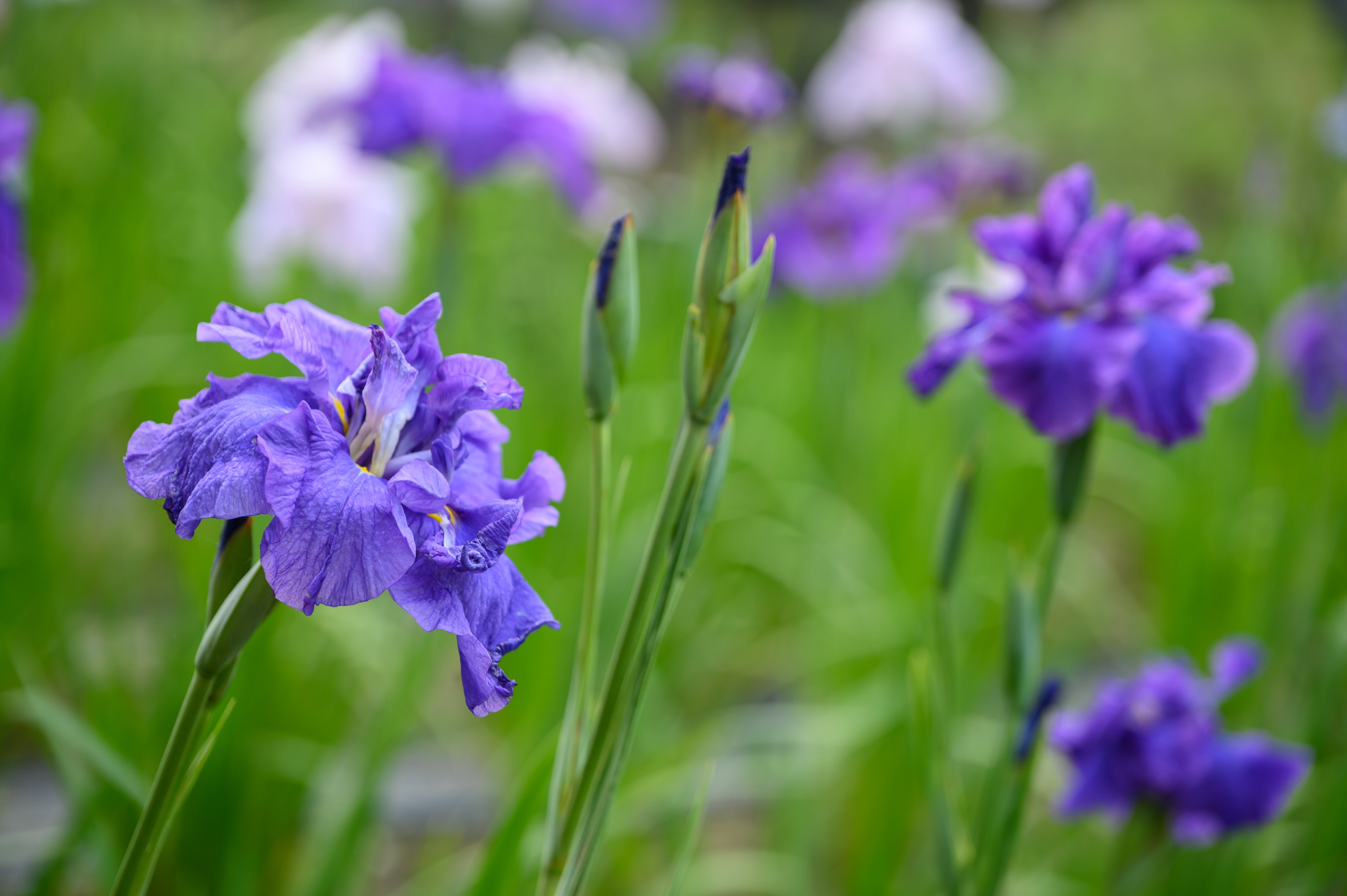 tamran花菖蒲５株同梱(五月晴、千歳、稚児化粧、豊太閤、小笹川) 花菖蒲苗 (6種6ポット)厳選おまかせセット : Shop アンドロメダ