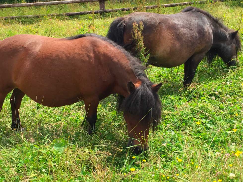 100CHEVAUXSURLH's tweet image. Hier, notre MINOU a fêté ses 20 ans !
Née au refuge il y a 2 décennies, elle grandissait déjà ds le ventre de sa maman Popy, sauvée de l'abattoir. Depuis ce jour, Minou incarne la tendresse, la résilience… et la belle histoire d’1 vie qui a eu la chance de s’épanouir.