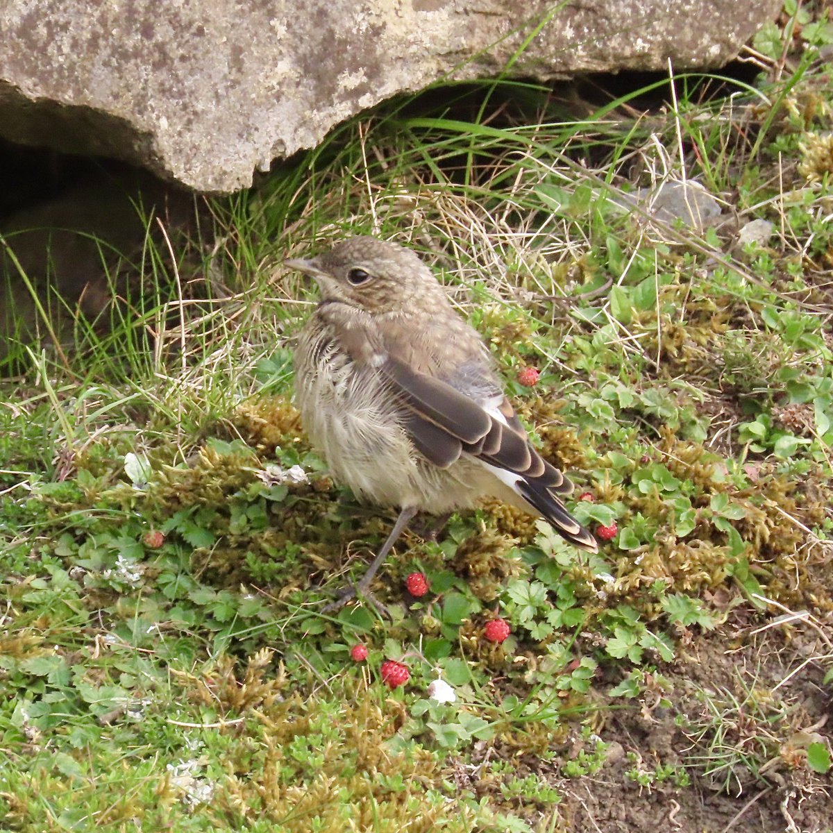 Rob Robertson (@bobby00651) on Twitter photo Spotted Fly , Redstart , Red Kite and Juvenile Wheatear in the Durham Dales yesterday morning ๐ <a href="/DurhamBirdClub/">Durham Bird Club</a> <a href="/durhamwildlife/">DurhamWildlifeTrust</a> <a href="/teesbirds1/">teesbirds</a> Spotted Fly , Redstart , Red Kite and Juvenile Wheatear in the Durham Dales yesterday morning ๐ <a href="/DurhamBirdClub/">Durham Bird Club</a> <a href="/durhamwildlife/">DurhamWildlifeTrust</a> <a href="/teesbirds1/">teesbirds</a>