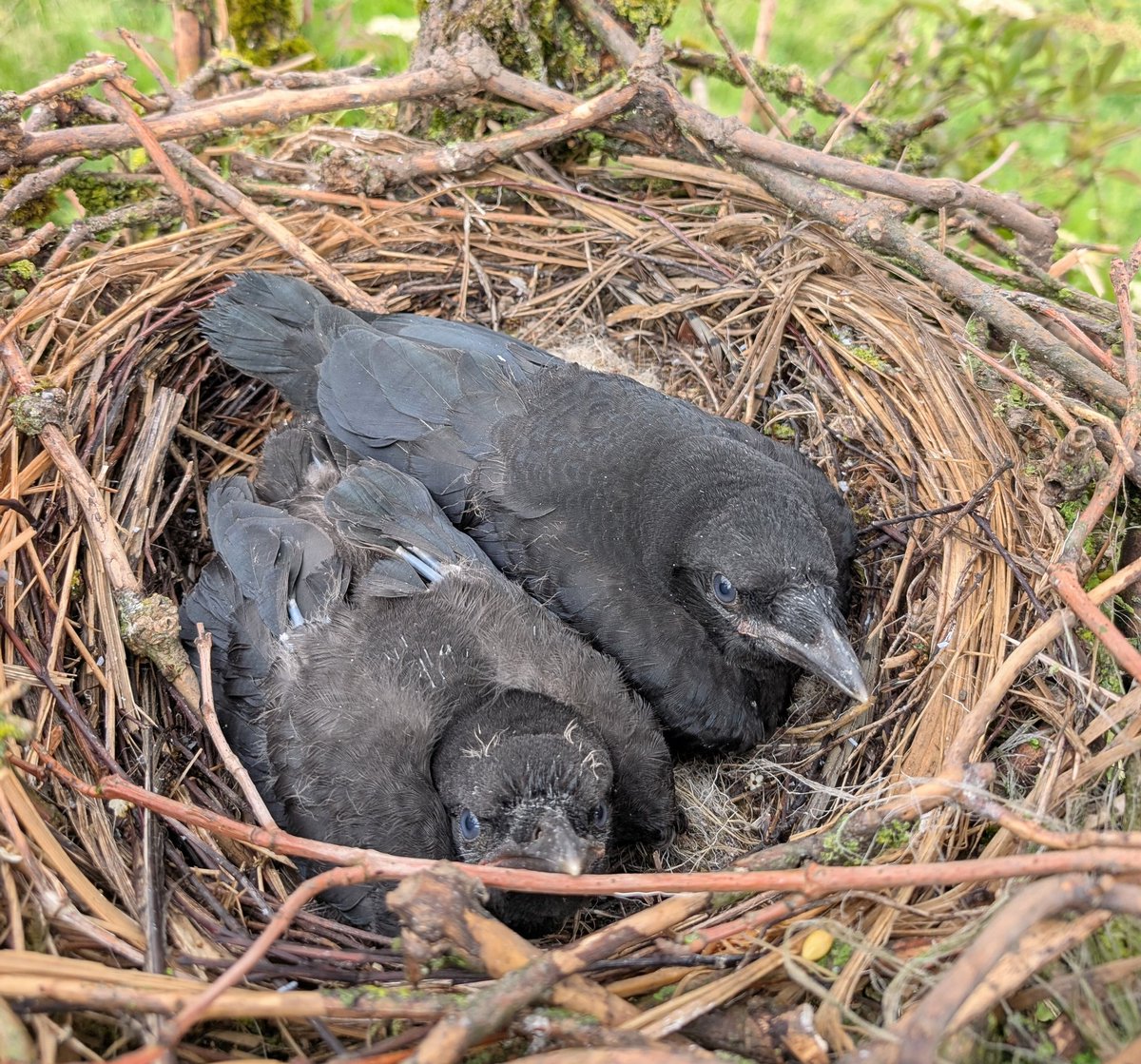 Not everyone's favourite, but it's a view that most of us don't get to see. The inside of a Carrion Crow's nest. When they are young, they have lovely eyes!