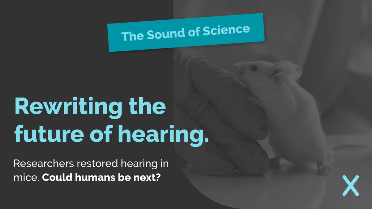 Scientists at King’s College London reversed hearing loss in mice by activating a single gene.

Early treatment restored hearing in key frequencies, a breakthrough that could lead to future gene therapies for humans.

bit.ly/45ggGvs