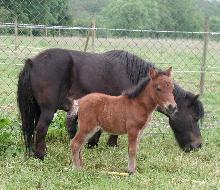 100CHEVAUXSURLH's tweet image. Hier, notre MINOU a fêté ses 20 ans !
Née au refuge il y a 2 décennies, elle grandissait déjà ds le ventre de sa maman Popy, sauvée de l'abattoir. Depuis ce jour, Minou incarne la tendresse, la résilience… et la belle histoire d’1 vie qui a eu la chance de s’épanouir.