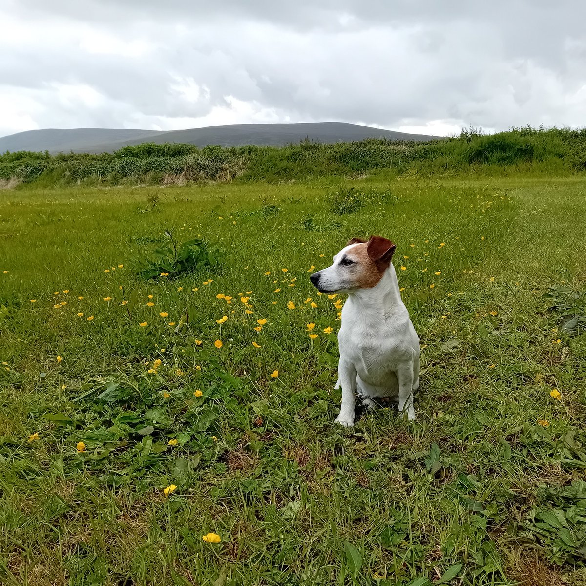 JJ Gallagher (@jjgallagher3) on Twitter photo Warrior lookout duty's, mixed weather day here & a little leak to fix ๐คฃ๐คฃ <a href="/TheOnlyGuru/">Binky</a> <a href="/MiloShropshire/">Mister Milo</a> <a href="/suedelacour/">sue de</a> <a href="/AndreaLeSaint2/">Andrea Le Saint</a> #workingdog #warriordog Warrior lookout duty's, mixed weather day here & a little leak to fix ๐คฃ๐คฃ <a href="/TheOnlyGuru/">Binky</a> <a href="/MiloShropshire/">Mister Milo</a> <a href="/suedelacour/">sue de</a> <a href="/AndreaLeSaint2/">Andrea Le Saint</a> #workingdog #warriordog