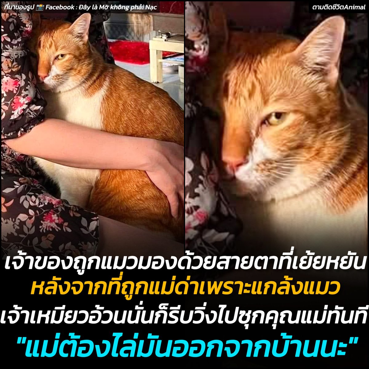 ทาสแมวชาวเวียดนามถูกแมวส้มที่กำลังซบคุณแม่มองแรงด้วยหางตา พร้อมกับคำด่าของแม่ที่ไปแกล้งลูกชายสุดที่รักของเขา งานนี้ถ้าแมวส้มเอาจริง พ่อหนุ่มคนนี้อาจจะต้องเก็บของออกจากบ้านไปเลยก็ได้ ให้มันดูซะบ้างว่าใครลูกจริงใครลูกเก็บมาเลี้ยง 🤣🤣🤣
แมวส้ม : ไอ้หมอนั่นมันแกล้งหนู