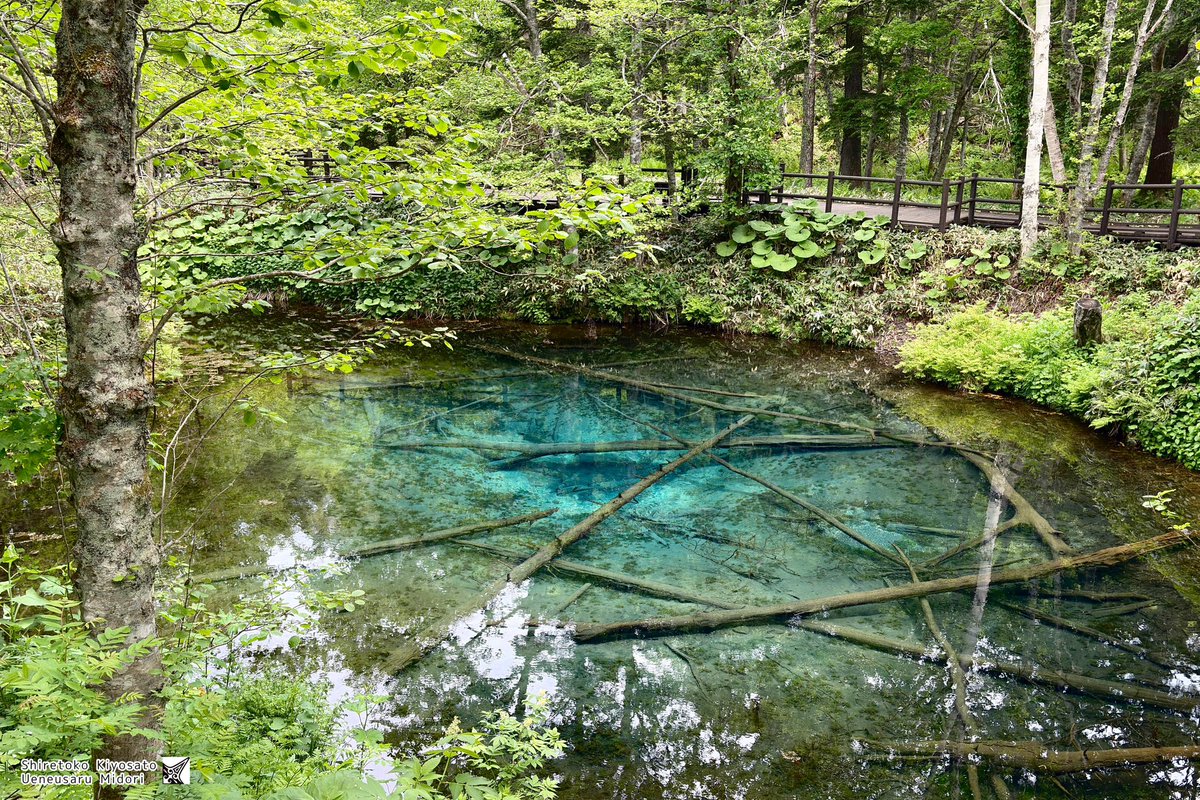 今日の神の子池さん🧸✨