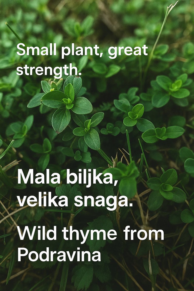 Wild thyme from Podravina – small plant, big strength. A key part of our herbal teas.
Majčina dušica iz Podravine – mala biljka, velika snaga. Sastavni dio naših čajeva
#PampaTea #WildThyme #MajčinaDušica #Podravina #HerbalTea #NaturalWellness #ČajIzPrirode #TeaBusiness