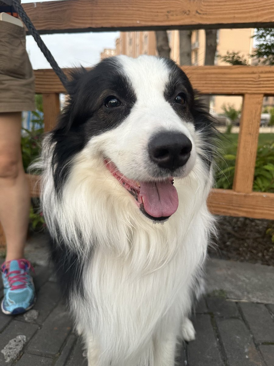 总觉得这个边牧笑的有点猥琐…