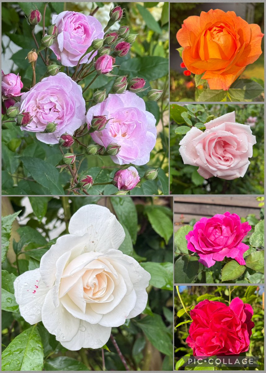 Roses galore for this week’s #SixOnSaturday! Have a good one and stay dry if you can 🥀🩷☔️🌹#mygarden #GardeningX