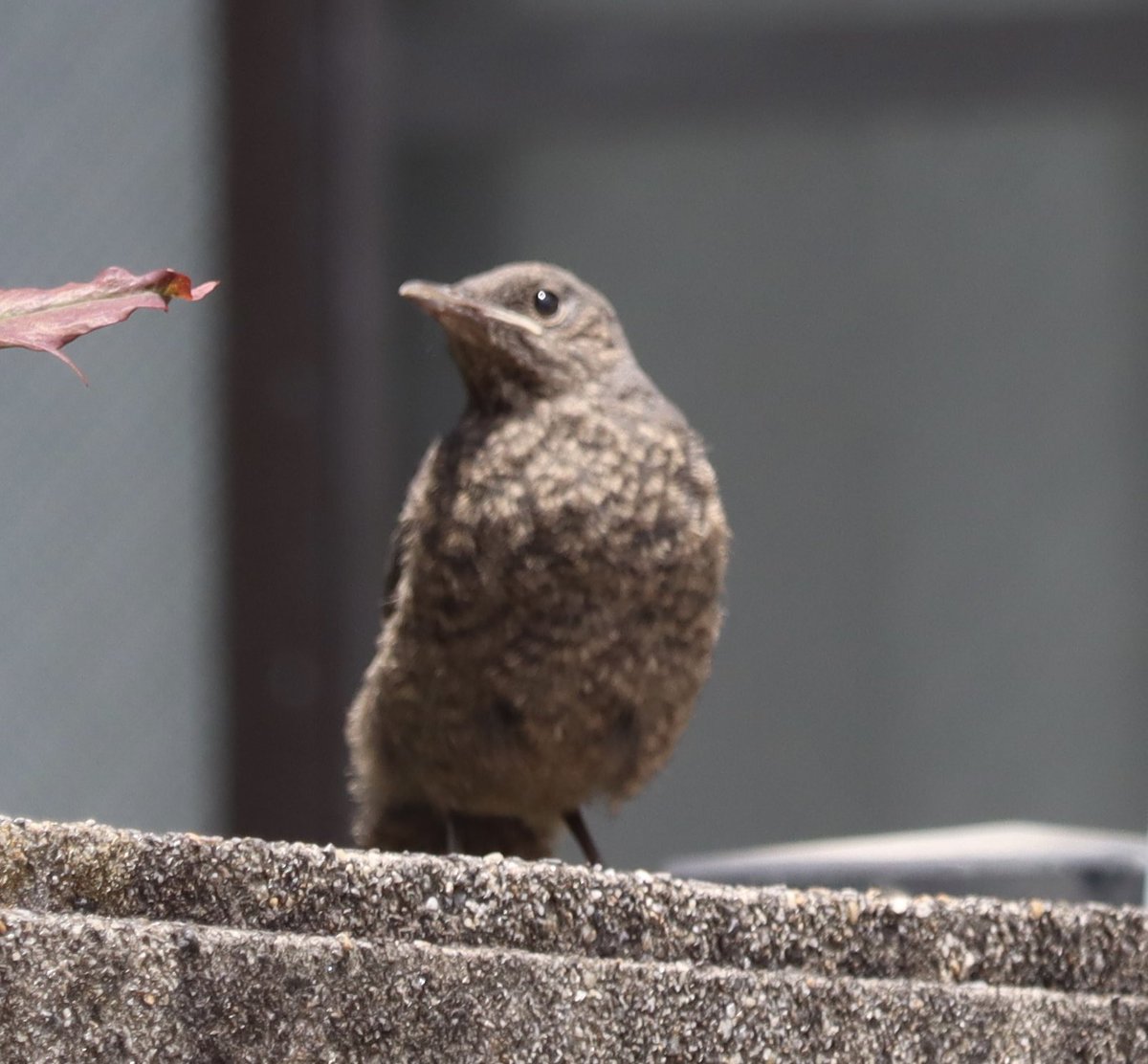 satchan2525's tweet photo. イソヒヨのチビちゃん3羽🐣
ピーピー言いながら、あちこち散策🐣
可愛い😍
親鳥さんを待ってるのかな❓
早く来てくれるといいね😊

＃イソヒヨドリ
＃野鳥
＃雛 https://t.co/u23y2snTfr