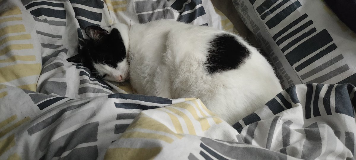 Morning, decided with wet weather to stay in bed❤️😸 Happy weekend everyone 
#cats #Weather