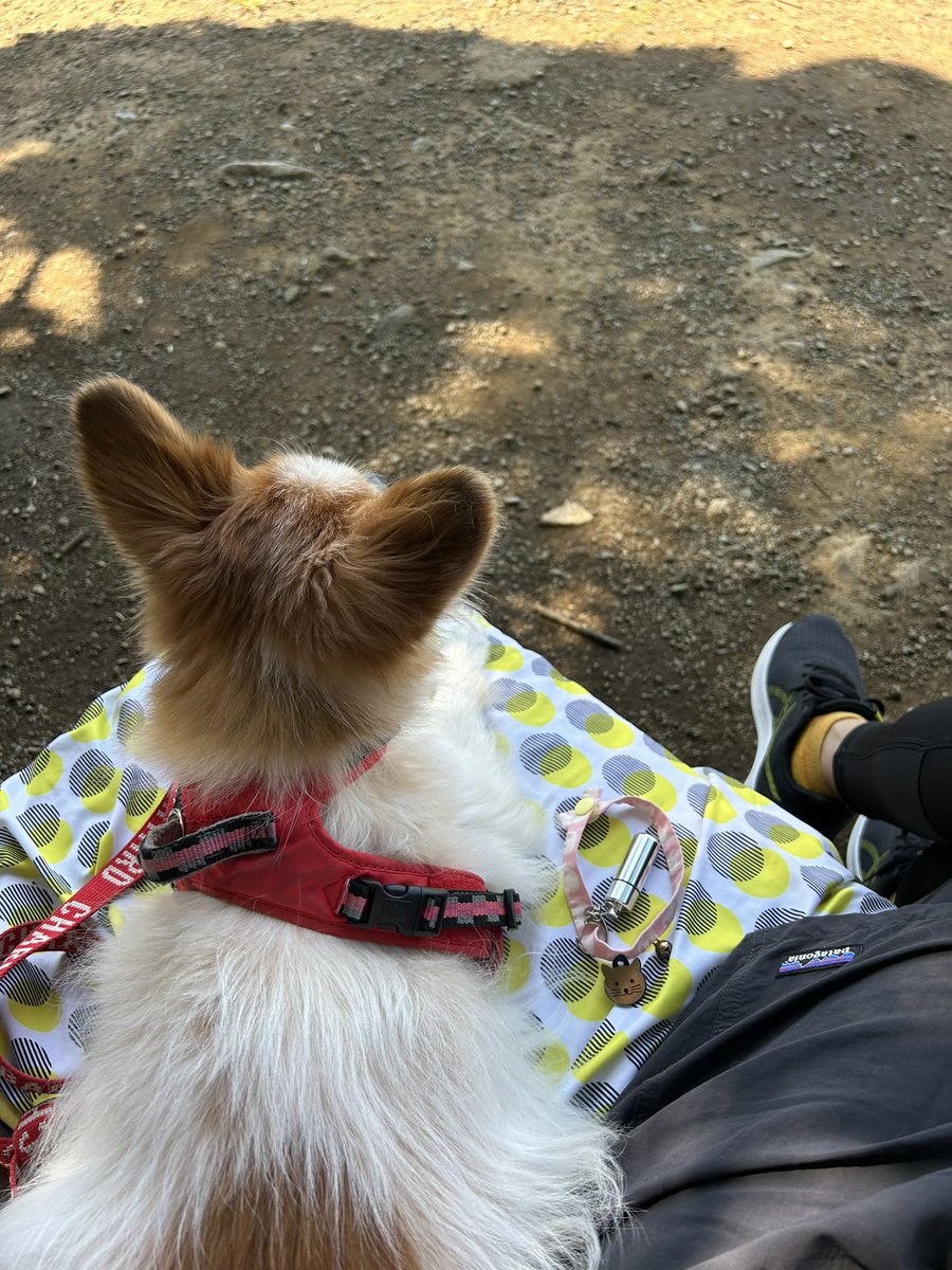 今朝のお散歩はこーさんも一緒