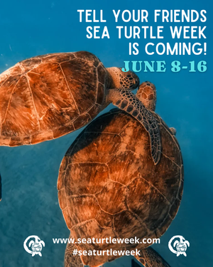 submon_'s tweet image. #SeaTurtleWeek 2025 is here! What #seaturtle are you most excited to learn about? 🌊🐢 Follow @seaturtleweek and check out this week's "playlist"
➡️ x.com/seaturtleweek/…

#seaturtles #seaturtleconservation #seaturtleweek