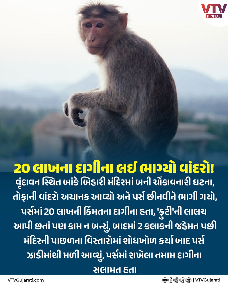 VtvGujarati's tweet photo. 20 લાખના દાગીના લઈ ભાગ્યો વાંદરો!
#monkey #thiefmonkey #vrindavan #bankebiharitemple #VTVDigital #vtvcard https://t.co/mRKOPmWeSH