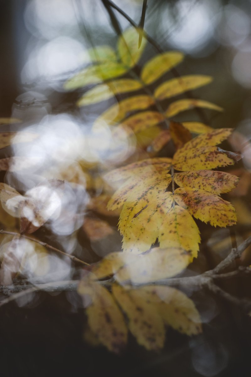 blackoes tweet media