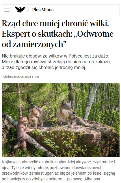 „Trzy dni później do zastrzelenia wilka przyznał się myśliwy. Nie byle jaki, bo łowczy kola łowieckiego, którego myśliwi wybierają co cztery lata i który odpowiada za prowadzenie gospodarki łowieckiej na terenie swojego obwodu.” 
Tak giną #wilki teraz.
Medialna nagonka ma na celu