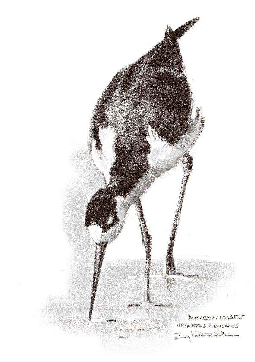 Rearviewstudio's tweet photo. Black-necked stilt (Himantopus mexicanus)

I bought the wrong size screen protector for my iPad, but instead of exchanging it, I bought a larger iPad. Now I’m a little obsessed. So much nicer.

#shorebirds #iPaddrawing #birding https://t.co/0ERkMJOk2G