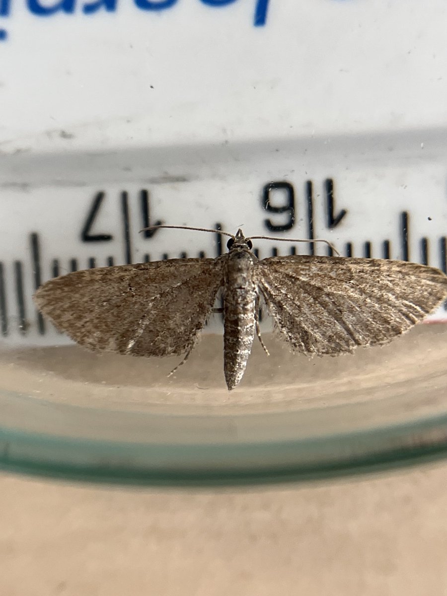 ⁦<a href="/MOTHIDUK/">UK Moth Identification</a>⁩ I guess this is too worn for positive ID? Thanks.