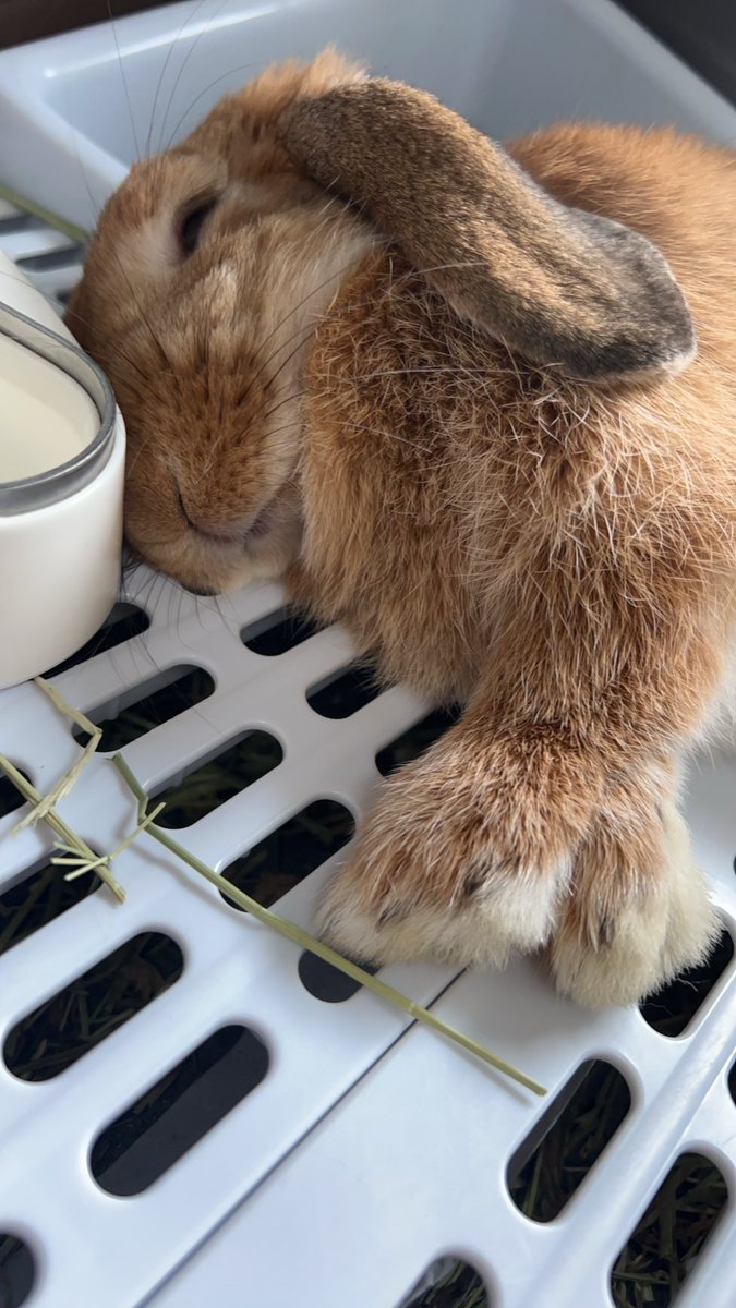 killchuhama's tweet photo. リラックス中〜🩷
可愛いすぎ😍眠りながらもモグモグ食いしん坊なチャチャ🩷
#可愛い　#うさぎ　#ロップイヤー
#うさぎがいる暮らし https://t.co/yzkgvnsbSX