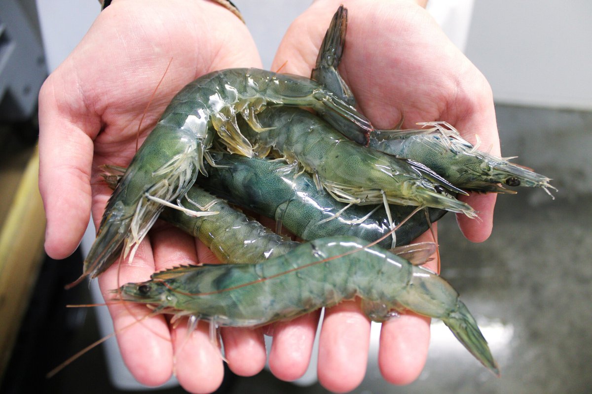 L'entreprise nantaise Lisaqua va ouvrir sa deuxième ferme d'élevage de crevettes tropicales en Île-de-France, près de Meaux (Seine-et-Marne)

De quoi produire des crustacés à faible impact écologique, qui n'auront pas à parcourir des milliers de km 
➡️ l.leparisien.fr/40Tz