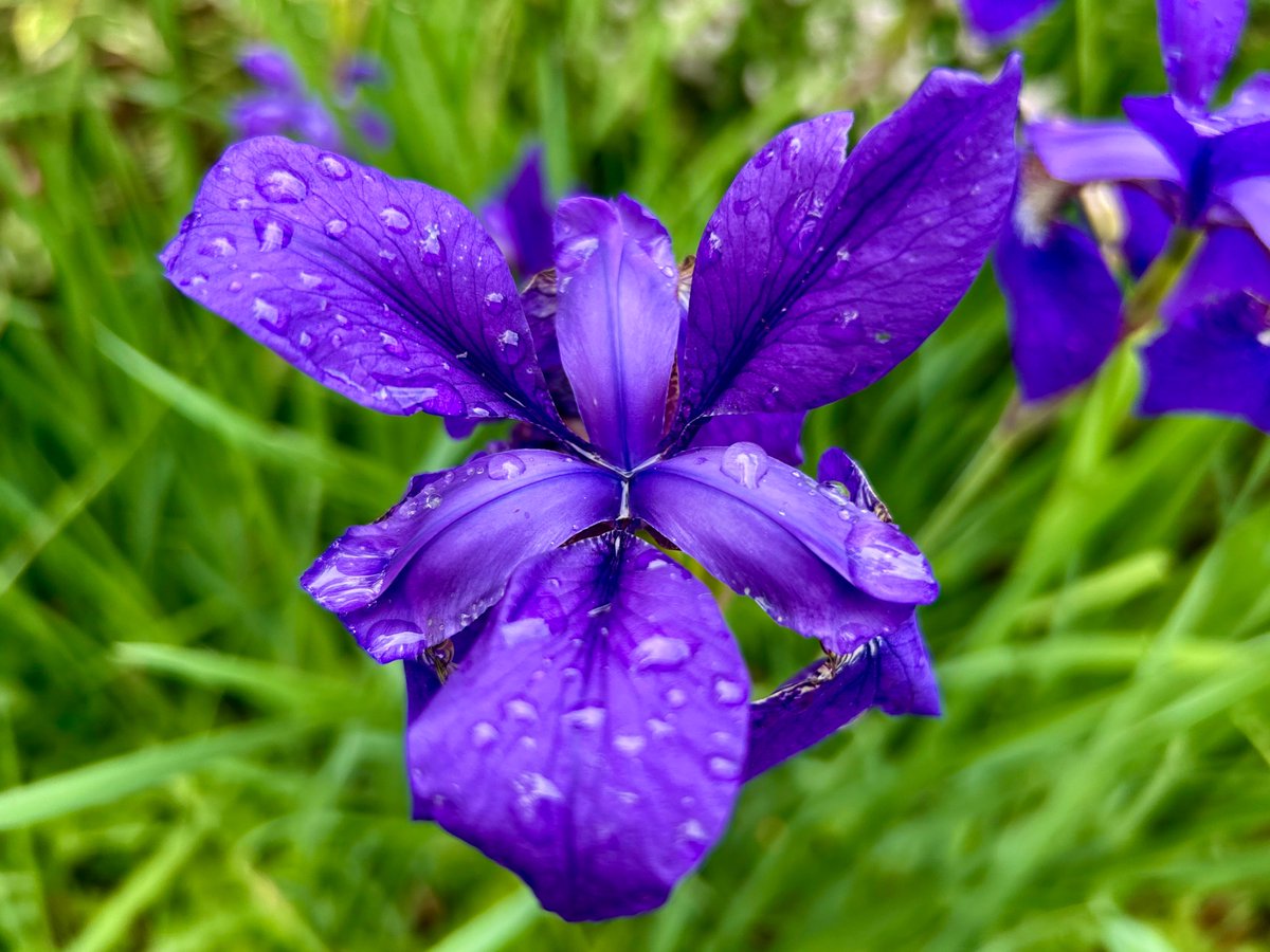 Day 7 #30DaysWild took this photograph of an Iris, this beautiful flowering plant is used in art and heraldry🪻