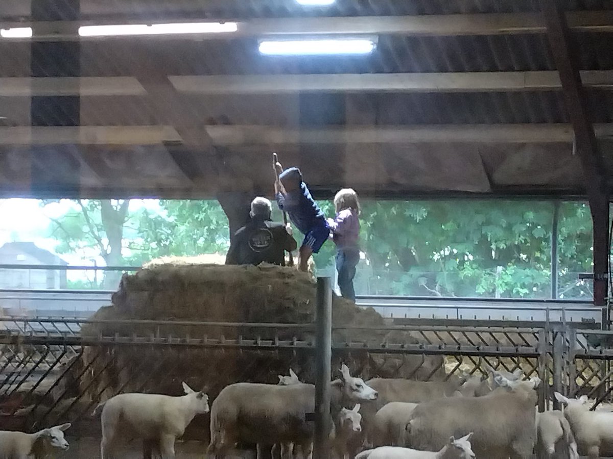 De kaaskruimels moeten opa helpen. #familiebedrijf #schapen #koeien #kaas