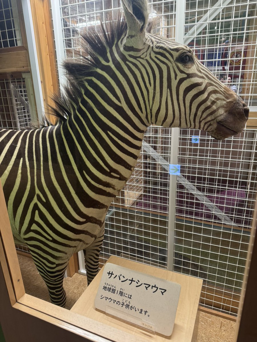 No worries, Tennessee. We’ve located the Zebra in Tokyo. We will bring it back with us!