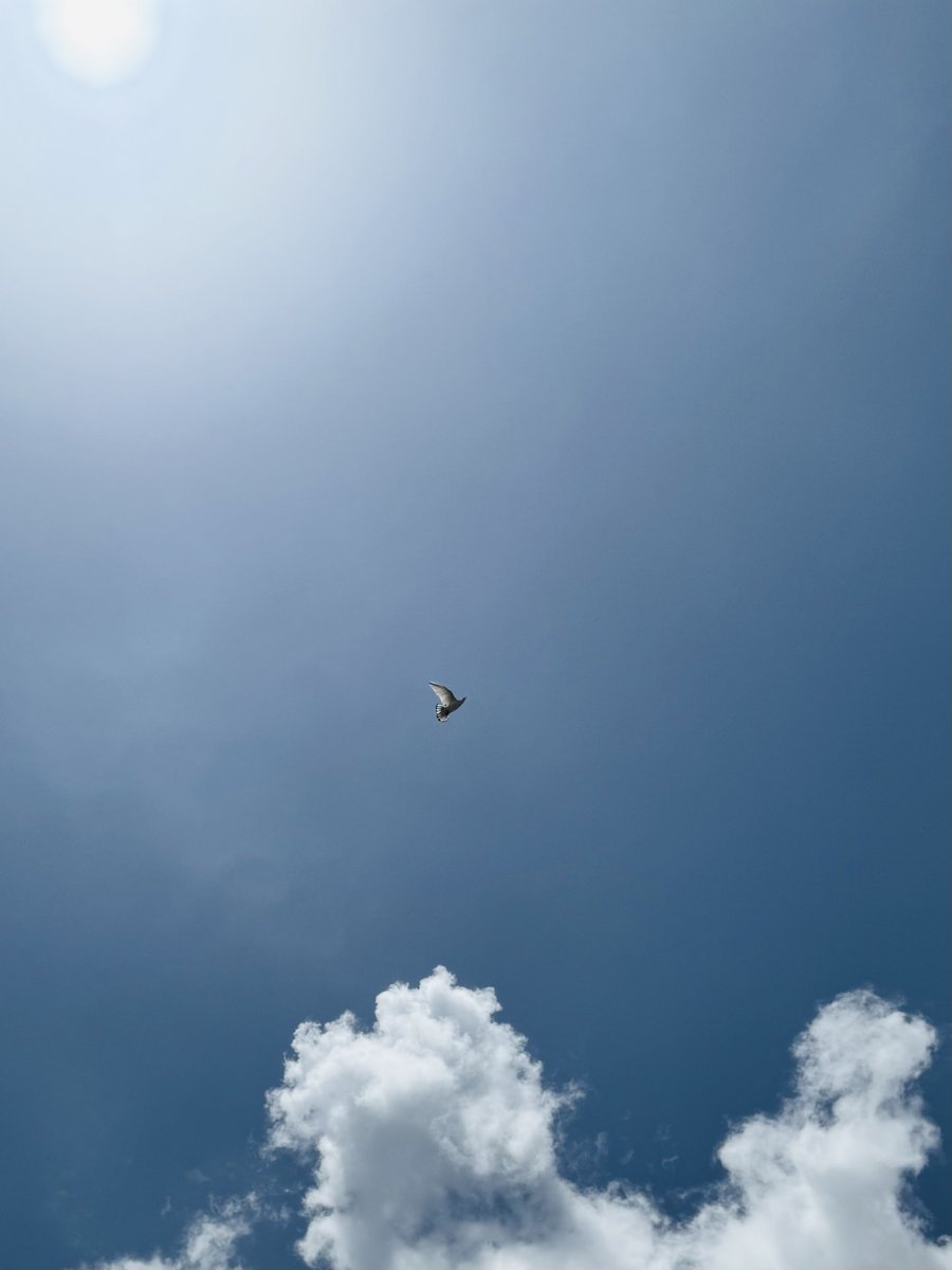 Wings of freedom, skies of silence, embrace the blue

GM 🕊️
